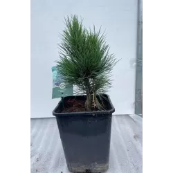 Kedrinė pušis GLAUCA - Pinus cembra 'Glauca' P14 15-20 CM