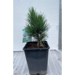 Kedrinė pušis (skiepyta melsvaspyglė) - Pinus cembra GLAUCA