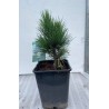 Pinus cembra Glauca C2.5 P18 30CM