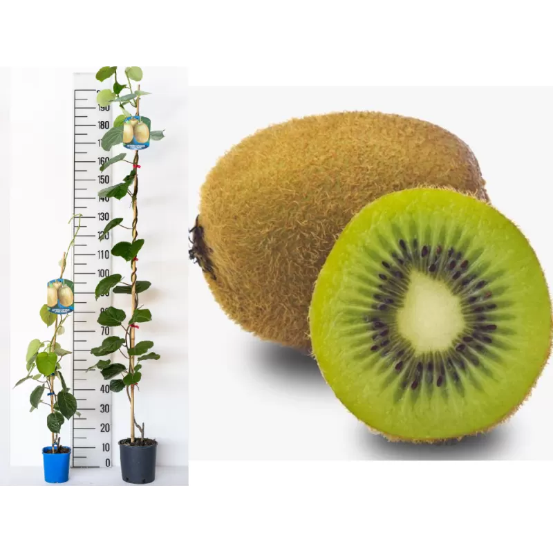 Kininė aktinidija - Actinidia deliciosa BRUNO (MOT.)