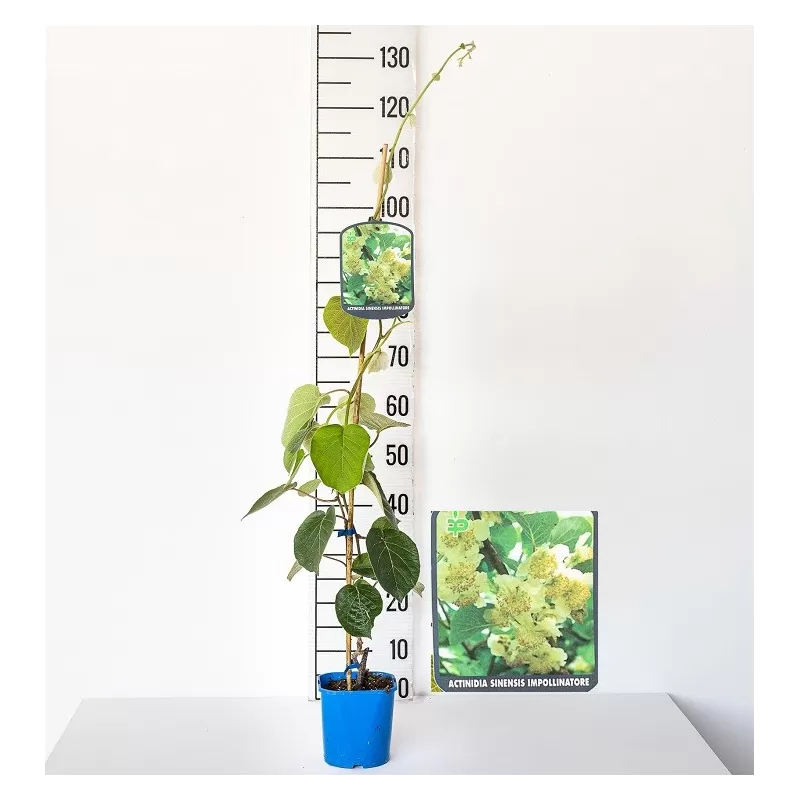 Kininė aktinidija - Actinidia deliciosa TOMURI (VYR.)