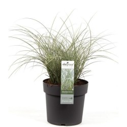 Kininis miskantas  - Miscanthus sinensis MORNING LIGHT