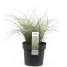 Miscanthus sinensis MORNING LIGHT
