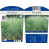 Miscanthus sinensis MORNING LIGHT