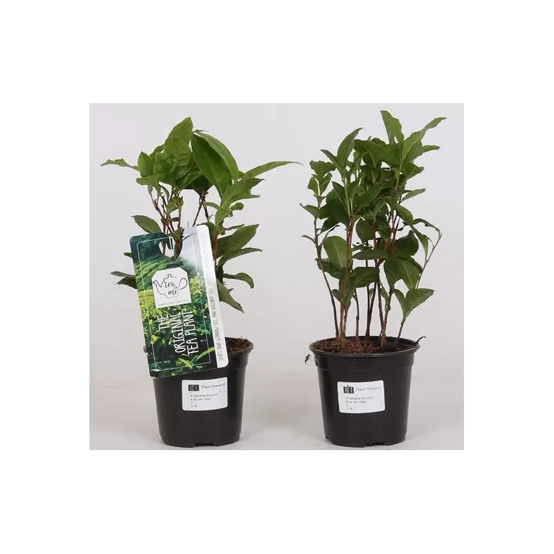Kininis (tikrasis) arbatmedis - Camellia sinensis