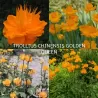 Kininis burbulis (Jin lian hua) - Trollius chinensis GOLDEN QUEEN