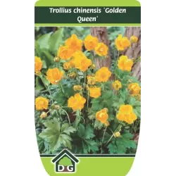Kininis burbulis (Jin lian hua) - Trollius chinensis GOLDEN QUEEN