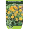 Kininis burbulis (Jin lian hua) - Trollius chinensis GOLDEN QUEEN