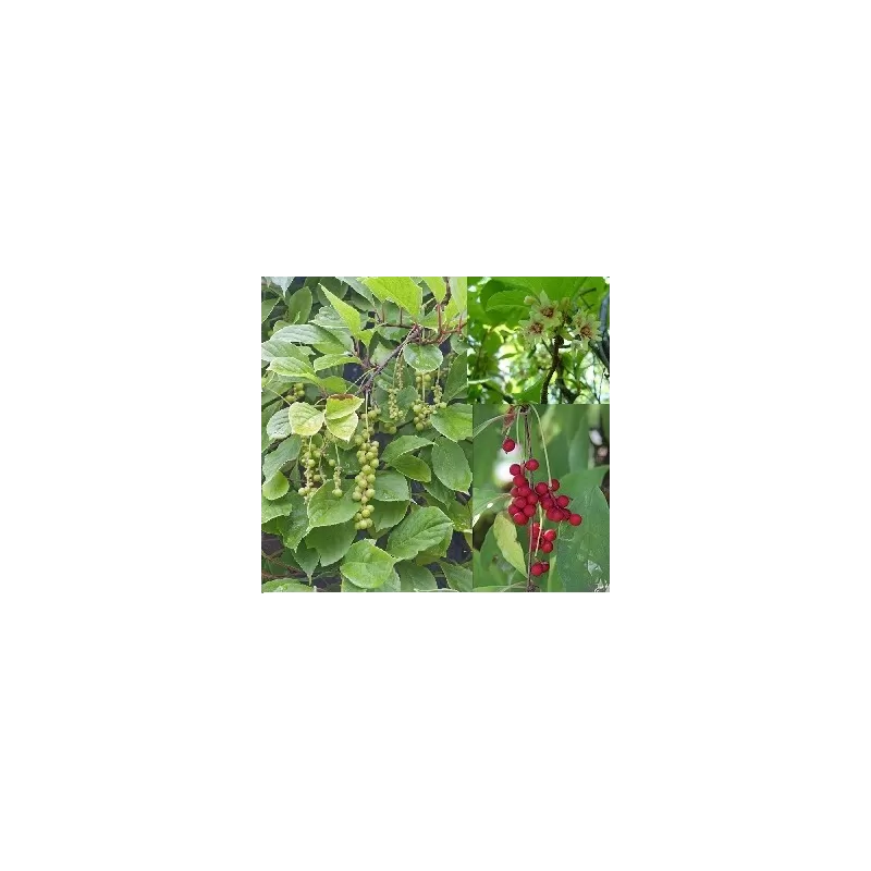 Kininis citrinvytis - Schisandra chinensis Kininis citrinvytis - Schisandra chinensis