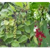 Kininis citrinvytis - Schisandra chinensis