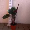 Kalatėjos, stromantės, ktenantės ir marantos - Calathea mix