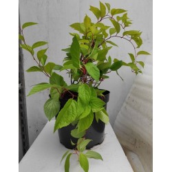 Magnolia-vine - Schisandra chinensis