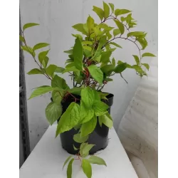 Kininis citrinvytis - Schisandra chinensis