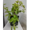 Kininis citrinvytis - Schisandra chinensis