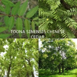 Kininis indenis - Toona sinensis