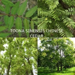 Kininis indrenis - Toona sinensis