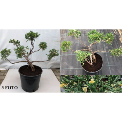 Kininis kadagys - Juniperus chinensis EXPANSA VARIEGATA