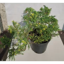 Kininis kadagys - Juniperus chinensis EXPANSA AUREOSPICATA