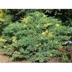 copy of Kininis kadagys - Juniperus chinensis (davurica) Expansa Aureospicata P29C10 35CM W50-60CM gyva foto 2020-08-19