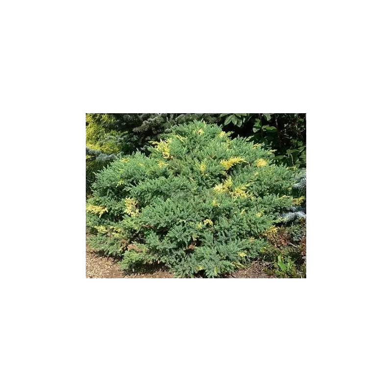 Kininis kadagys - Juniperus chinensis EXPANSA AUREOSPICATA