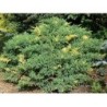 Juniperus chinensis (davurica) Expansa Aureospicata P29C10 35CM W50-60CM PHOTO 2020-08-19