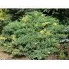 Kininis kadagys 'Expansa Aureospicata' - Juniperus chinensis 'Expansa Aureospicata'