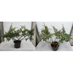 Kininis kadagys - Juniperus chinensis BLUE ALPS
