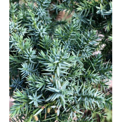 Juniperus chinensis Blue Alps P29C10 STEM30-40 60CM BALL Ø25-Ø30 (PHOTO 2020-11-19)