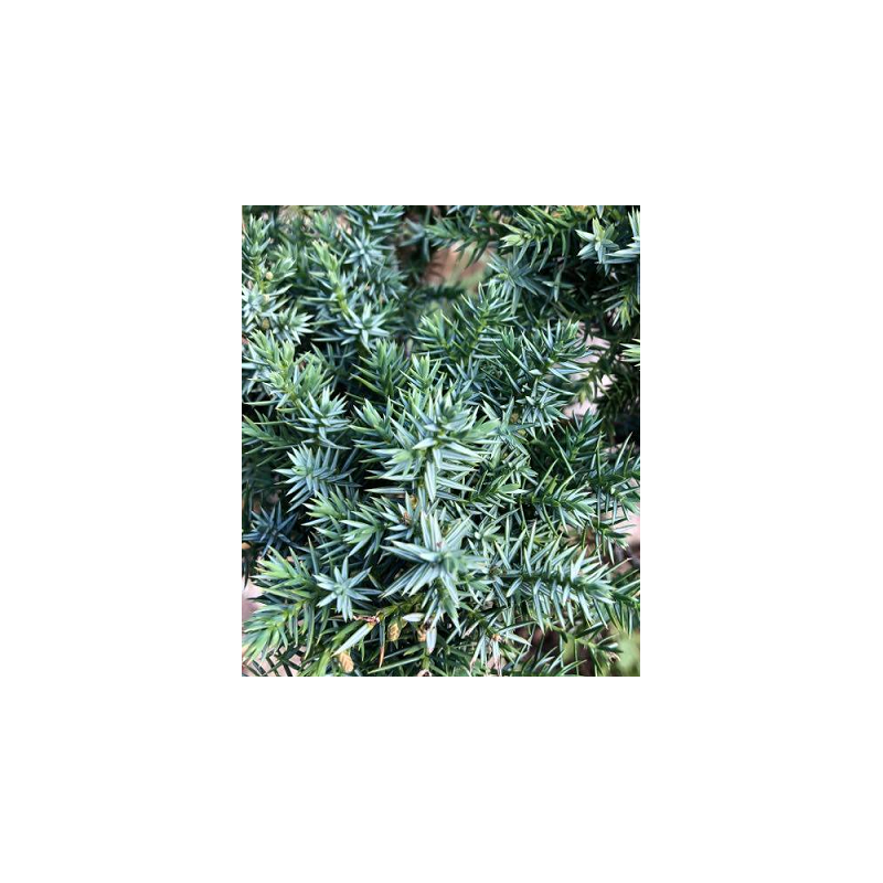 Kininis kadagys - Juniperus chinensis BLUE ALPS