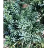 Kininis kadagys 'Blue Alps' - Juniperus chinensis 'Blue Alps'
