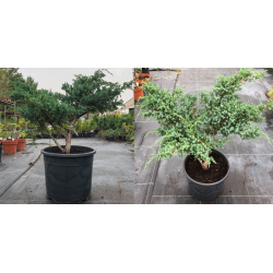 Juniperus chinensis  P33C15 70CM W90CM ST3 (PHOTO 2020-11-19)