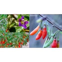 E-medelynas internete: vaismedžiai ir vaiskrūmiai