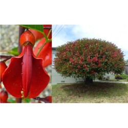 Koralinis pupelių medis (cry-baby-tree) - Erythrina crista-galli