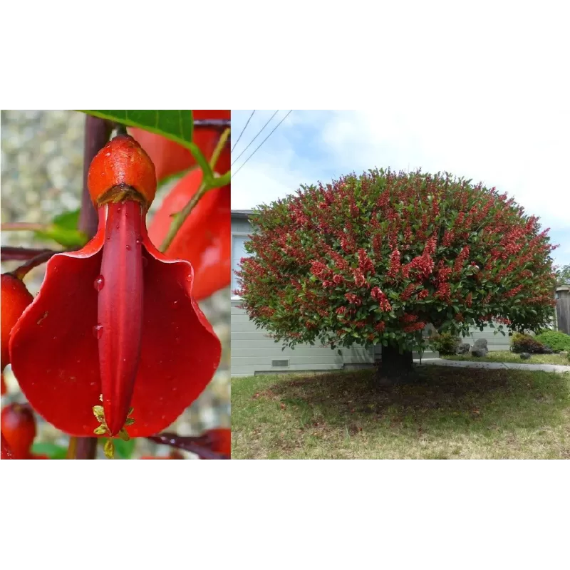 Koralinis pupelių medis (cry-baby-tree) - Erythrina crista-galli