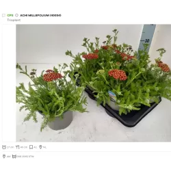 copy of Kraujažolė - Achillea millefolium SAFRAN P17C2 gyva foto 2022-06-02