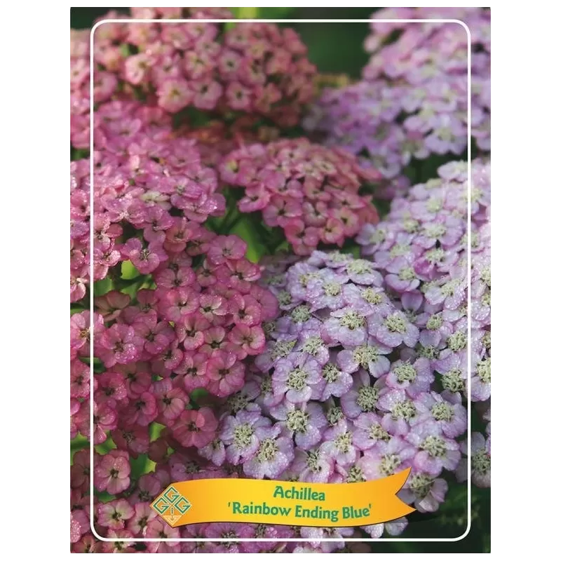 Kraujažolė - Achillea RAINBOW ENDING BLUE