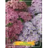 Achillea Rainbow Ending Blue P11