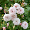 Rožė - Rosa The ALBRIGHTON RAMBLER ®