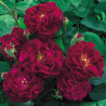 Rožė - Rosa TUSCANY SUPERB ®