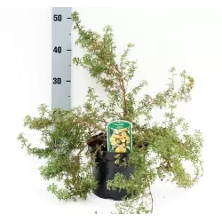 Potentilla fruticosa DAYDAWN