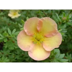 Potentilla fruticosa DAYDAWN