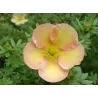 Potentilla fruticosa DAYDAWN