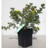 Krūminė sidabražolė (sidabrakrūmis) - Potentilla fruticosa Goldfinger