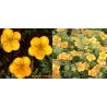 Krūminė sidabražolė (sidabrakrūmis) - Potentilla fruticosa Goldfinger