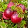 Stambiauogė spanguolė - Vaccinium macrocarpon BIG PEARL