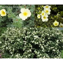 Potentilla fruticosa PRIMROSE BEAUTY