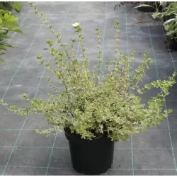 Potentilla fruticosa PRIMROSE BEAUTY