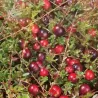 Cranberry - Vaccinium macrocarpon MCFARLIN