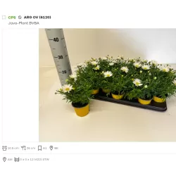 Krūminis sidabrūnis - Argyranthemum frutescens LA RITA COMPACT WHITE