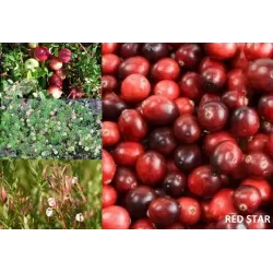 Cranberry - Vaccinium macrocarpon RED STAR